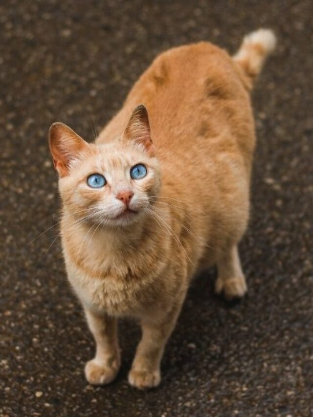 staring at walls, curiosity, sensory perception, territory marking, hunting instinct, reflection fascination, stress relief, vet check,