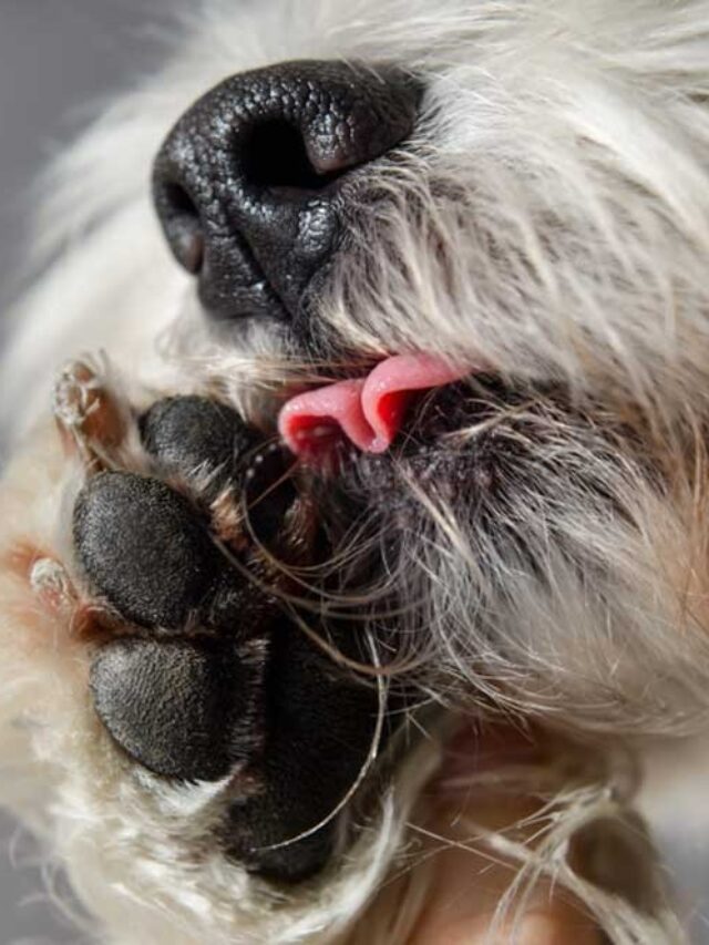 paw licking, allergies, infections, anxiety, dry skin, behavioral habits, veterinary guidance, prevention tips, canine health,